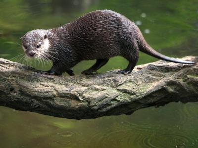 Fischotter